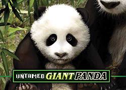Untamed Giant Panda